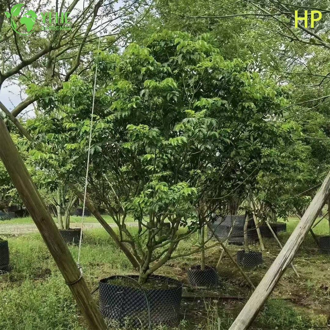 &Aacute;rbol Pongamia pinnata resistente a la sequ&iacute;a para bons&aacute;i de paisajismo y biocombustible