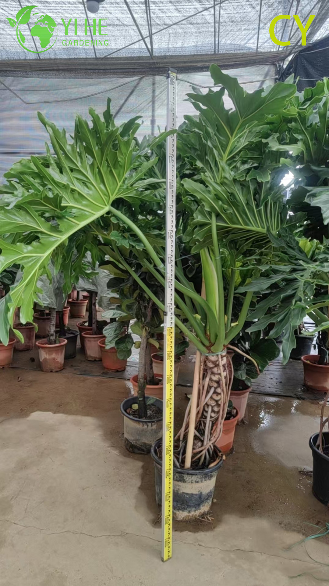 Lussureggiante pianta tropicale della speranza all'ingrosso Thaumatophyllum Bipinnatifidum Bonsai