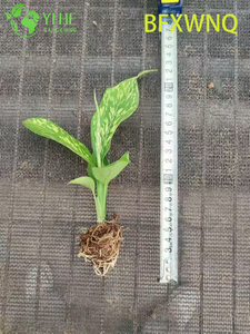 ຂາຍສົ່ງ Dieffenbachia Snowstorm Variegated Dumb Cane Plant Plug ເບ້ຍ