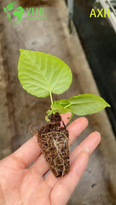 ຂາຍສົ່ງ Ficus Umbellata Heart-Leaf Fig Live Starter Plant Plug Seedlings