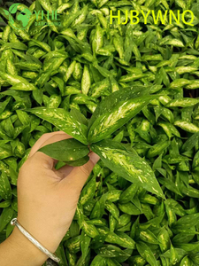 Atacado Dieffenbachia Star Bright Live Variegated Mudo Cane Plug Mudas
