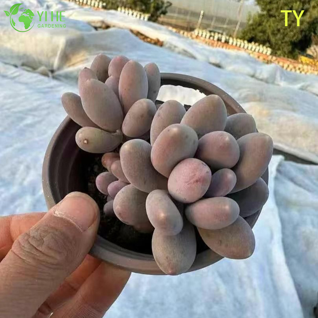 Venta al por mayor Bonsai de racimo de plantas vivas suculentas de piedra lunar rosa Pachyphytum