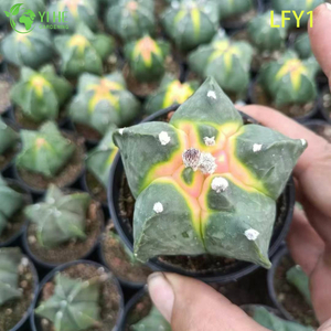ขายส่งกระบองเพชร Astrophytum หลากสีสดสำหรับนักสะสมบอนไซเนอสเซอรี่ฉ่ำ