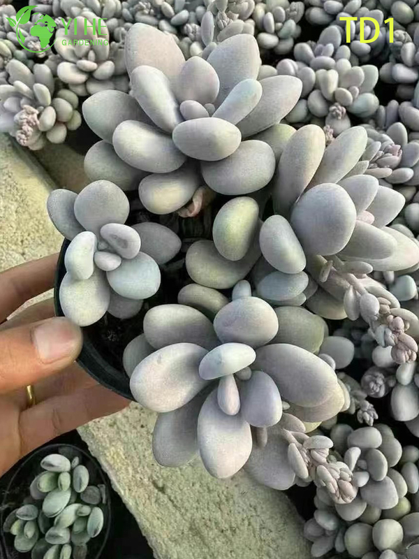 Оптовая продажа розовые лунные камни сочные Graptopetalum Amethystinum живое растение бонсай