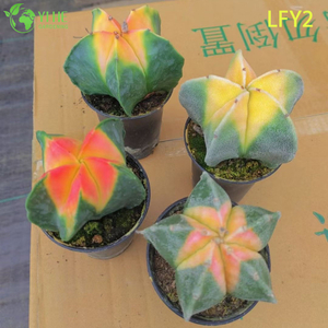 Premium Sunrise Variegated Asstrophytum Myriostigma Cactus Hurtownia Bonsai