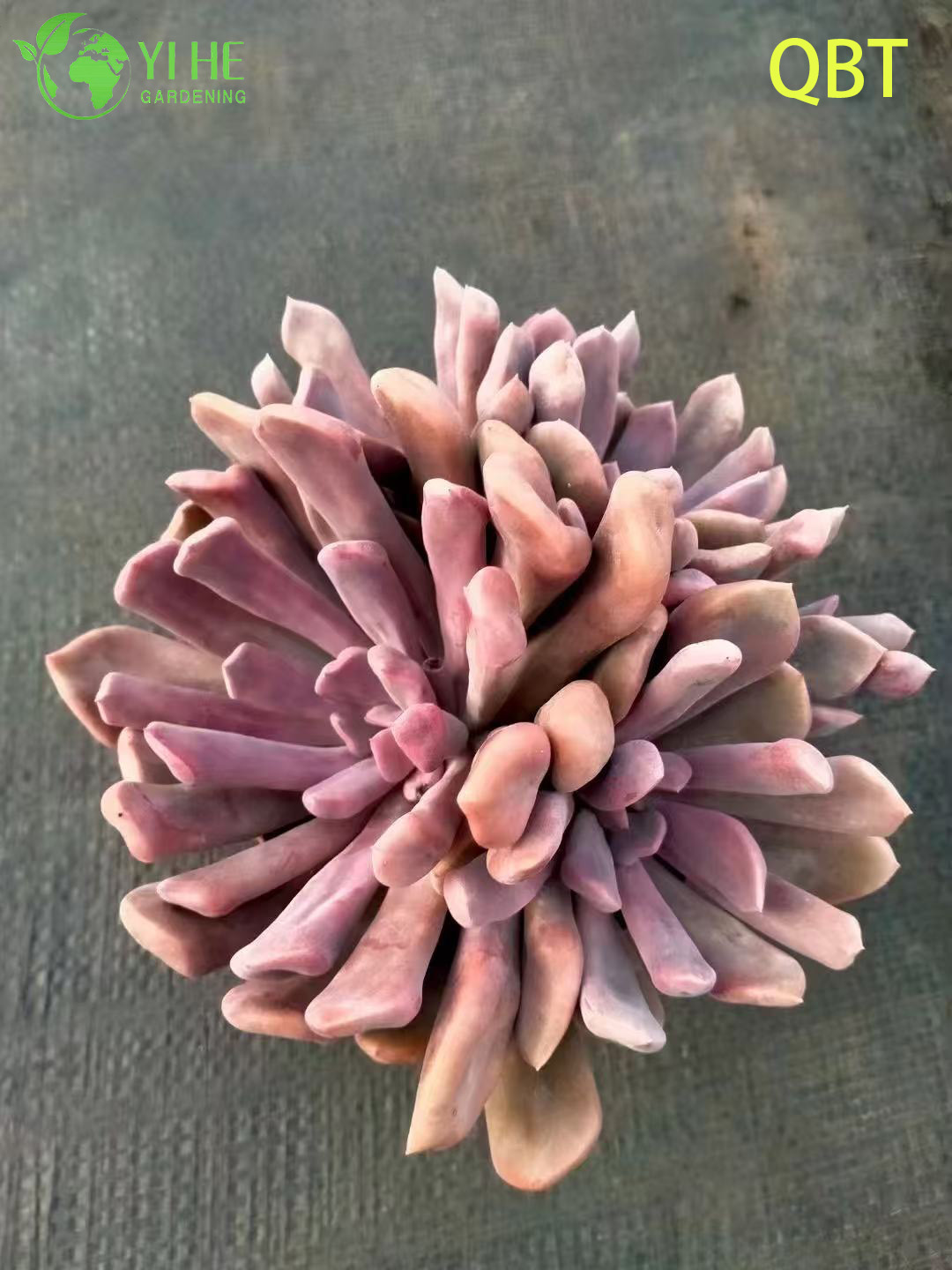 الجملة Echeveria كيوبيد عصاري مع أوراق على شكل قلب بونساي