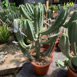 Оптовый синий мирт кактус Myrtillocactus Geometrizans живое суккулентное растение бонсай