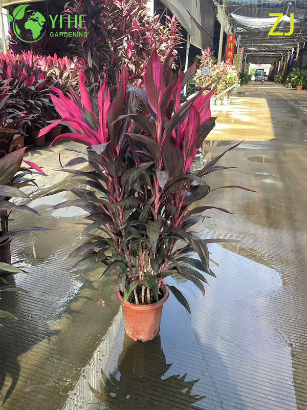 Venta al por mayor Bonsai de follaje tropical vivo de planta Cordyline Ti de color rosa intenso