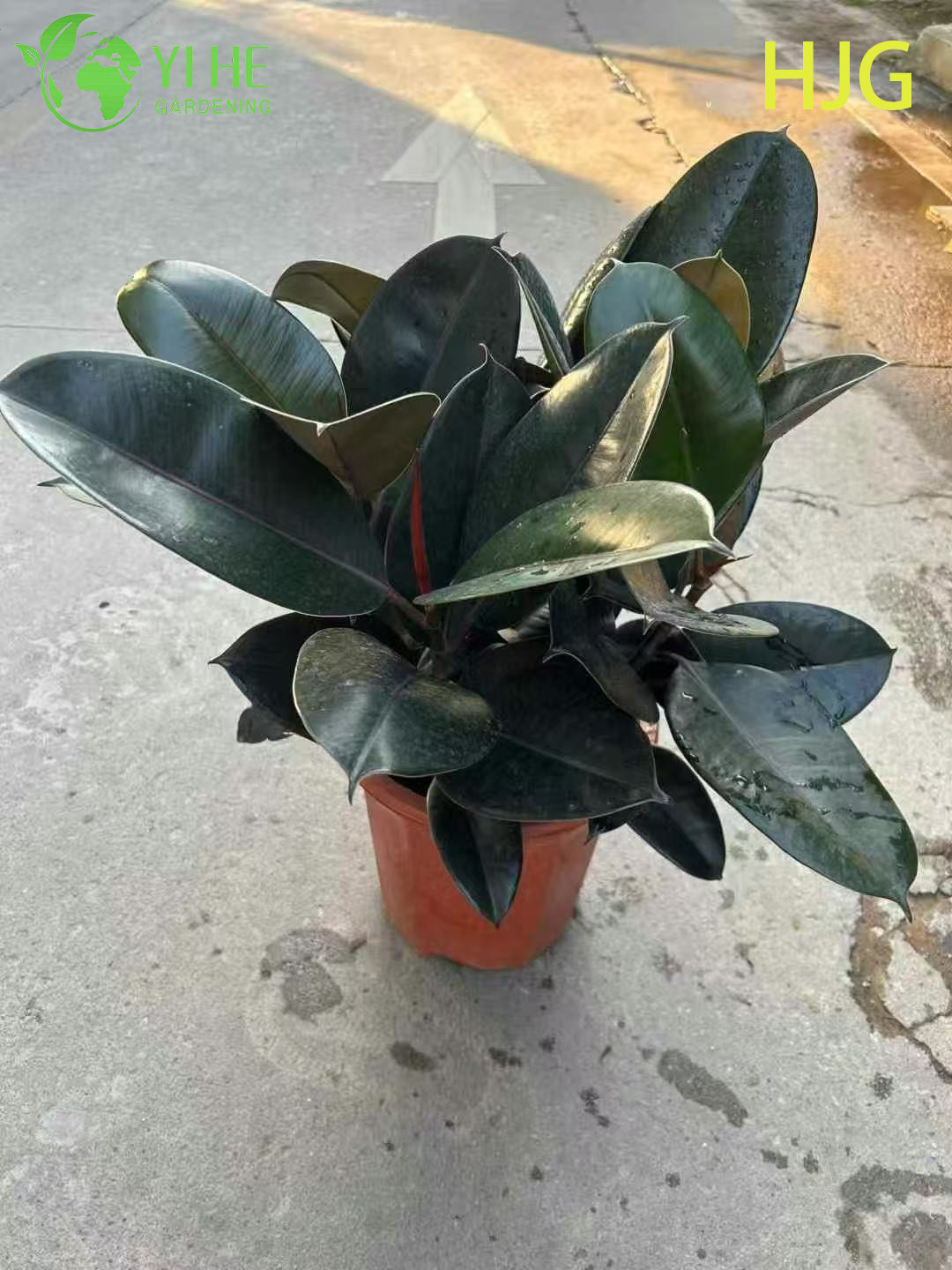 Hurtownia drzewek gumowych Black Prince Ficus Elastica Roślina doniczkowa Bonsai
