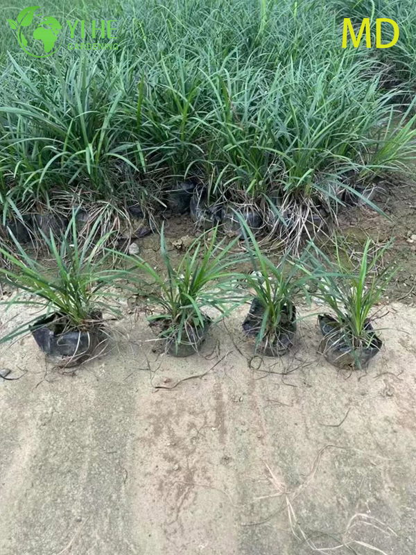 Atacado variegado Liriope Lilyturf bonsai de cobertura vegetal com flora&ccedil;&atilde;o viva