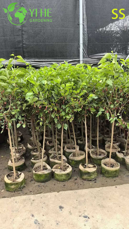 Schnell wachsender Maulbeerbaum mit s&uuml;&szlig;en brombeer&auml;hnlichen Beeren