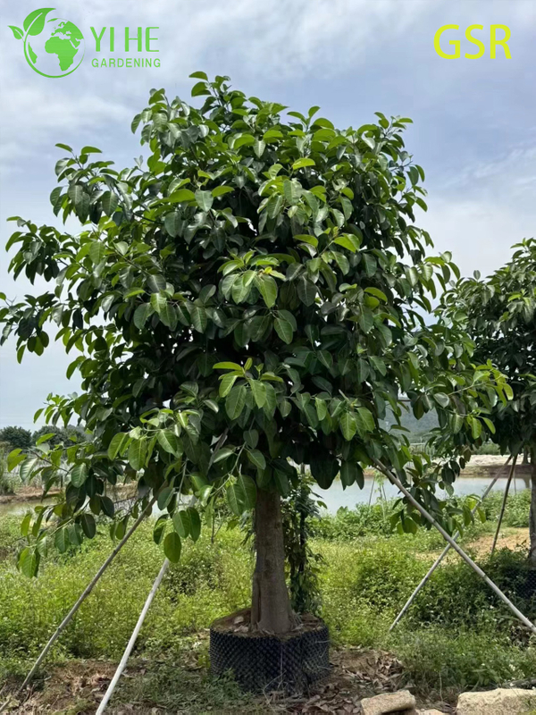 ຕົ້ນໄມ້ Ficus Altissima ຂຽວຕະຫຼອດປີກາງແຈ້ງຂະຫນາດໃຫຍ່ສໍາລັບພູມສັນຖານ Bonsai