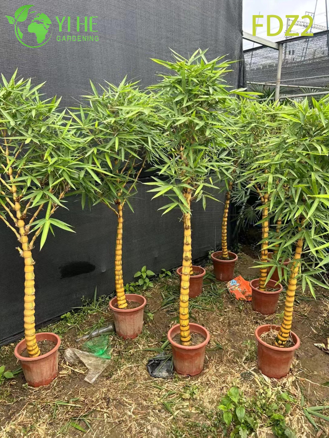 Bonsai ve Tarama Bonsai i&ccedil;in S&uuml;s Topaklanan Buda G&ouml;bek Bambu