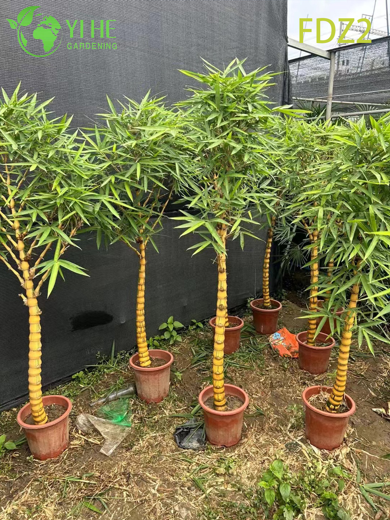 Bamb&uacute; de vientre de Buda aglutinante ornamental para bons&aacute;i y bons&aacute;i de cribado