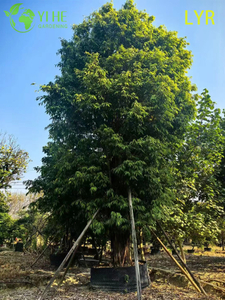 Ficus Amstel King à feuilles minces pour aménagement paysager intérieur et extérieur, bonsaï