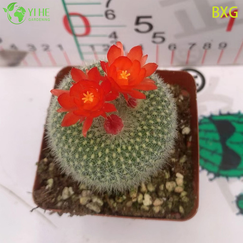 Orange bl&uuml;hender Rebutia-Kaktus, lebende Mini-Pflanze, Dekor-Bonsai im Gro&szlig;handel