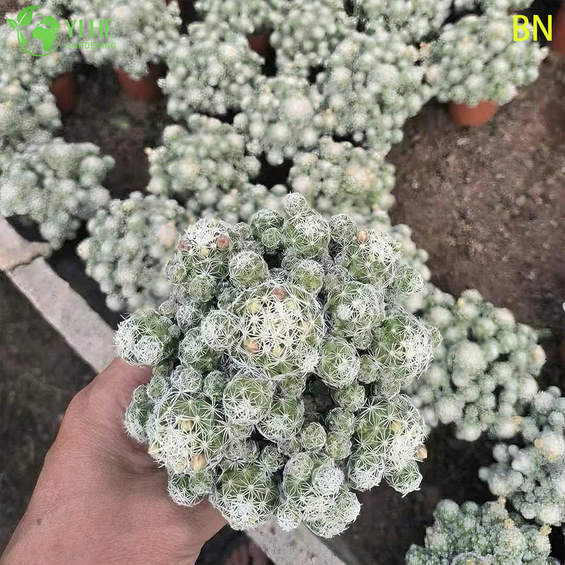 Bonsai blanco al por mayor de la decoración del grupo de la mini planta viva del cactus del dedal