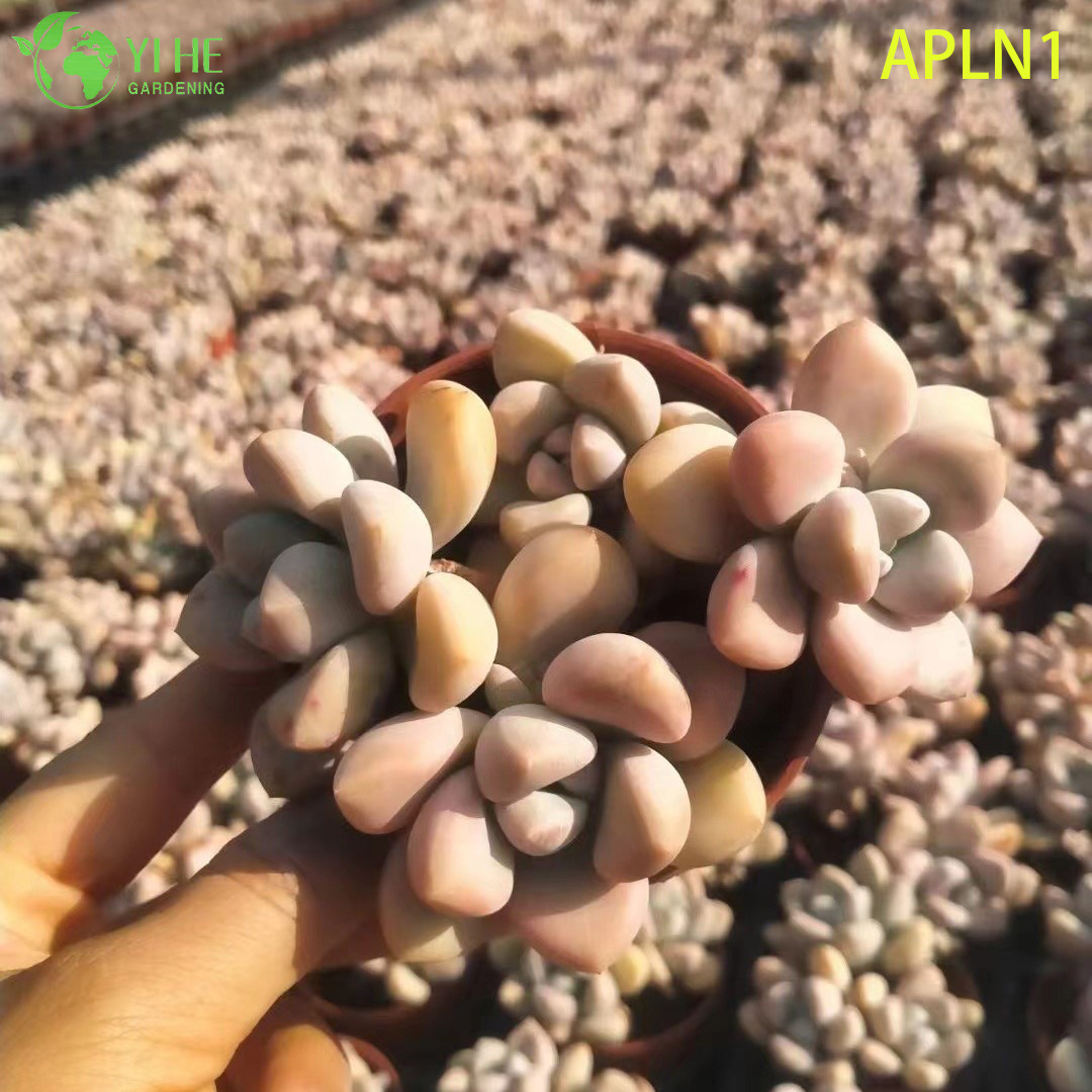 Bonsai di pianta succulenta rosetta viva di Graptoveria Opalina rosa pastello all'ingrosso