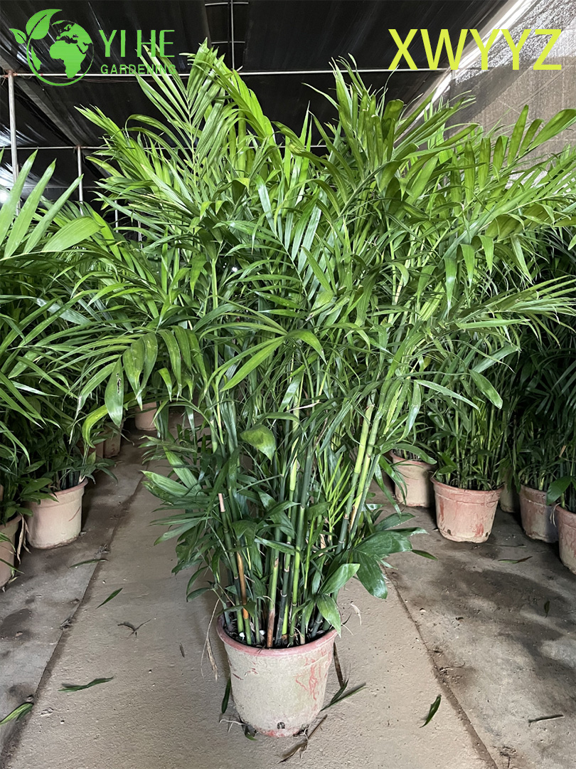 화분에 심은 하와이 야자(Pritchardia gaudichaudii), 열대 상록수 실내/실외 장식 식물