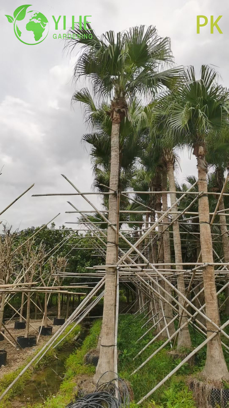 Palma Livistona Chinensis, pianta ornamentale sempreverde per giardino e paesaggio