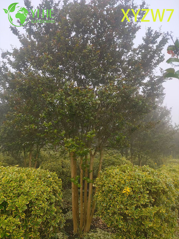 شجرة لاجيرستروميا متعددة الجذع، نبات عينة للحديقة المزهرة