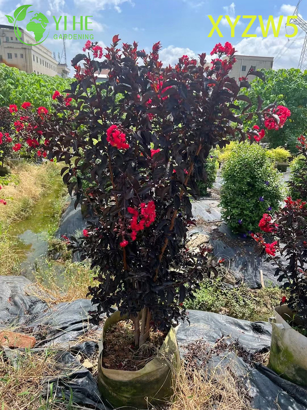 Ornamental Roxo - folha Lagerstroemia parviflora, Planta em vaso com flor vermelha
