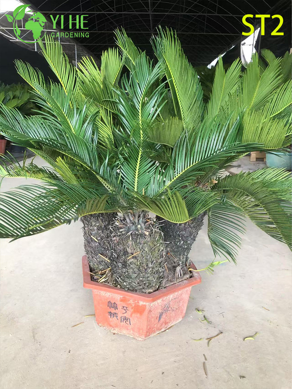 मल्टी-ट्रंक्ड साइकस रेवोलुटा बोनसाई, सदाबहार सजावटी सागो पाम