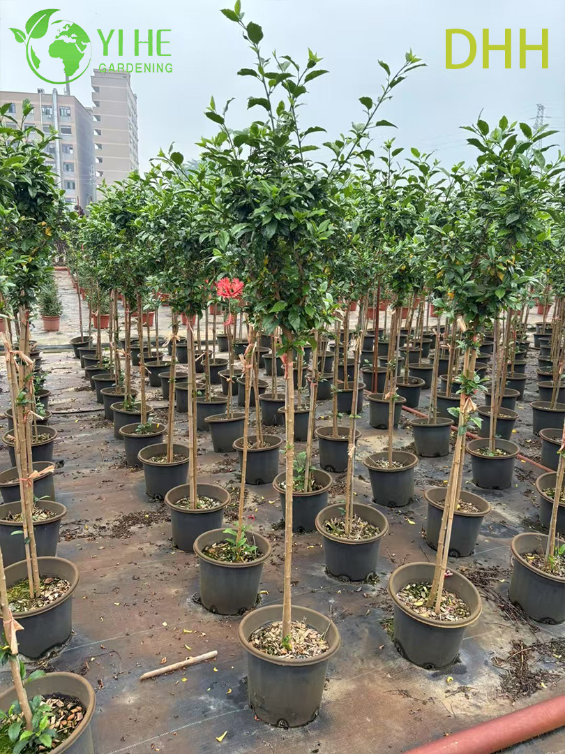 Planta de jardim com flores padr&atilde;o de &aacute;rvore de hibisco tropical vermelho vivo