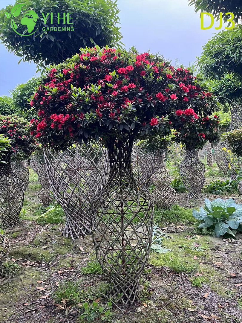 Topiaire artistique Rhododendron simsii, Sculpture fleurie ornementale