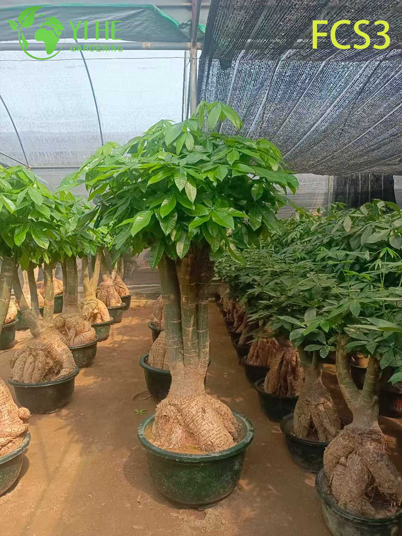 Pachira Macrocarpa صغير الحجم مع صندوق فريد من نوعه، شجرة نقود مزخرفة داخلية محظوظة