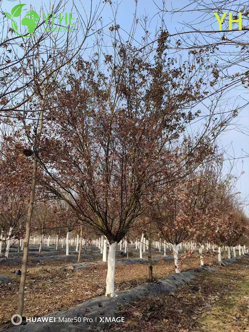 卸売輸出用の観賞用多品種桜の木