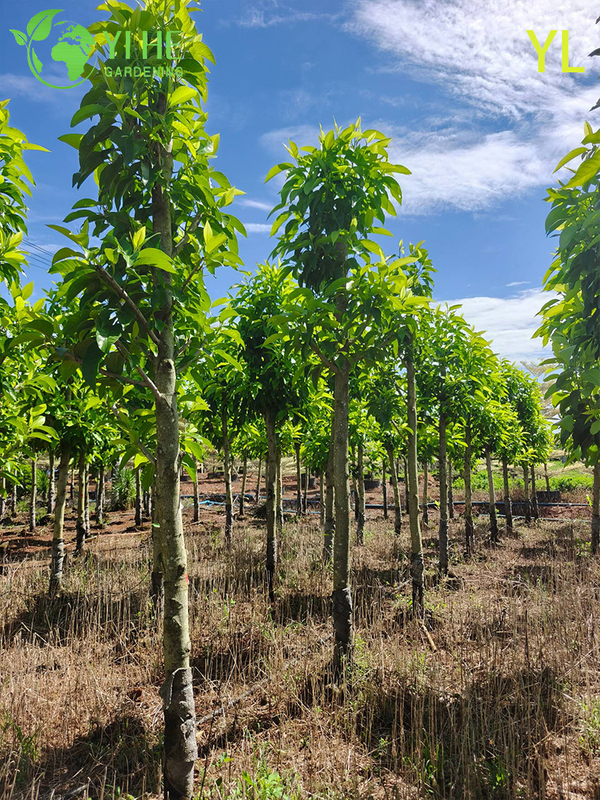 &Aacute;rvore de magn&oacute;lia perfumada ornamental para exporta&ccedil;&atilde;o por atacado