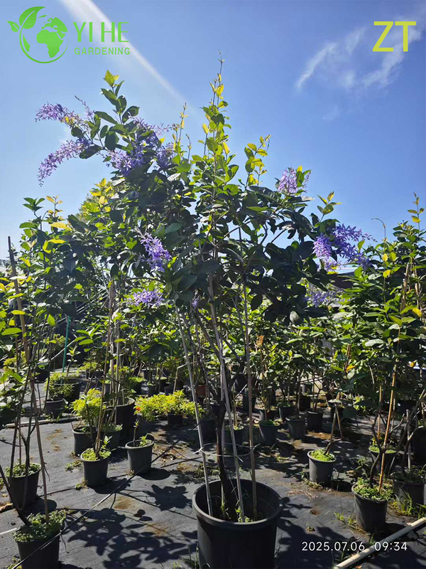 Vite di glicine profumata ornamentale per albero di esportazione all'ingrosso
