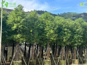 &Aacute;rvore ornamental de c&acirc;nfora perene para exporta&ccedil;&atilde;o por atacado