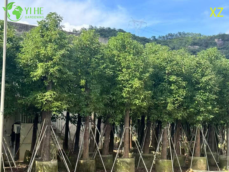 ໄມ້ຢືນຕົ້ນ Camphor ຂຽວຕະຫຼອດປີສໍາລັບການສົ່ງອອກຂາຍຍົກ