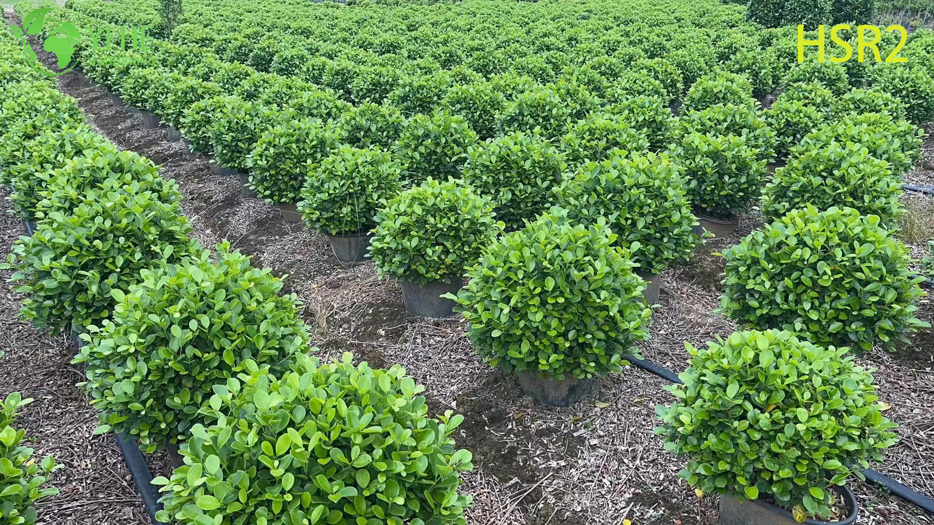 C&acirc;y Pom-Pom nhiều b&oacute;ng thường xanh Ficus Cone d&agrave;nh cho thiết kế cảnh quan
