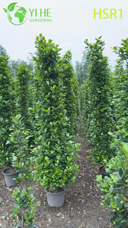 Zimozielony topiary kolumnowe Ficus w kształcie stożka do kształtowania krajobrazu na zewnątrz