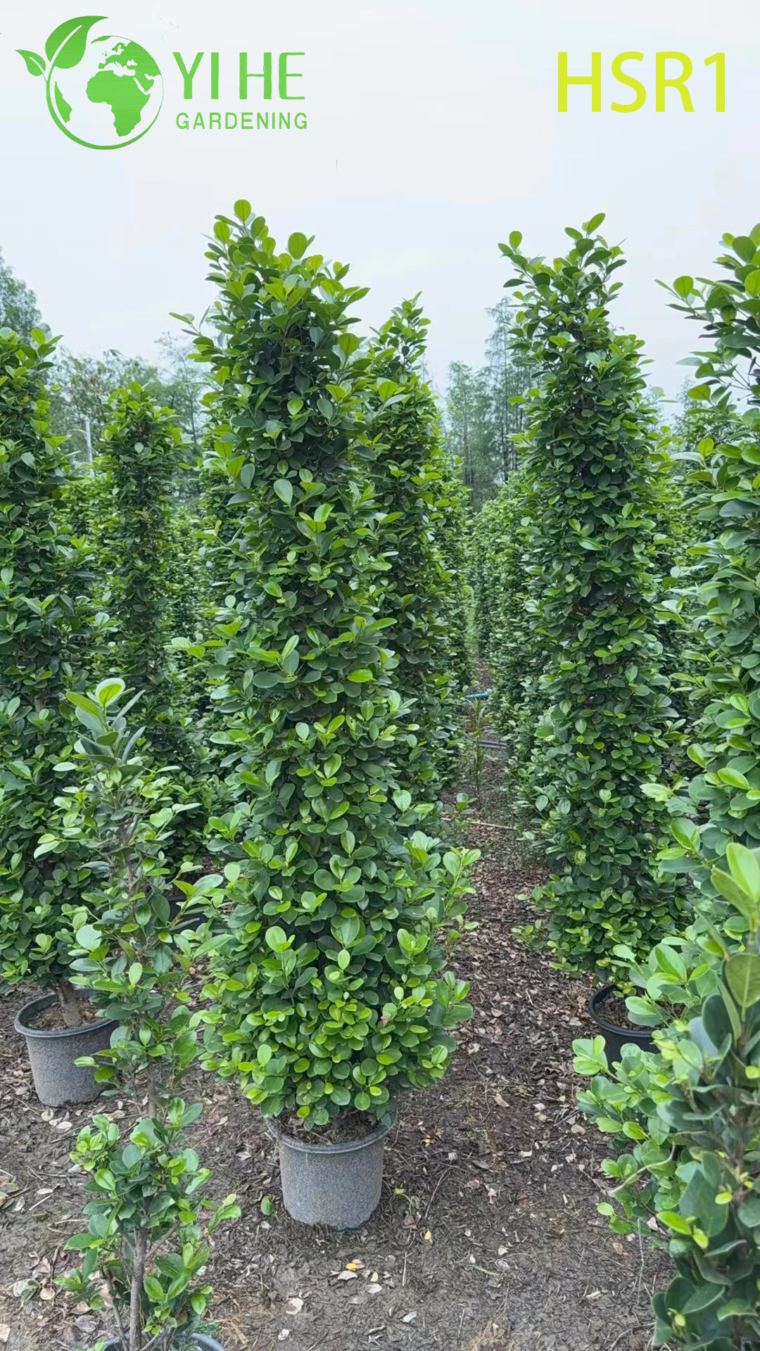 Zimozielony topiary kolumnowe Ficus w kształcie stożka do kształtowania krajobrazu na zewnątrz