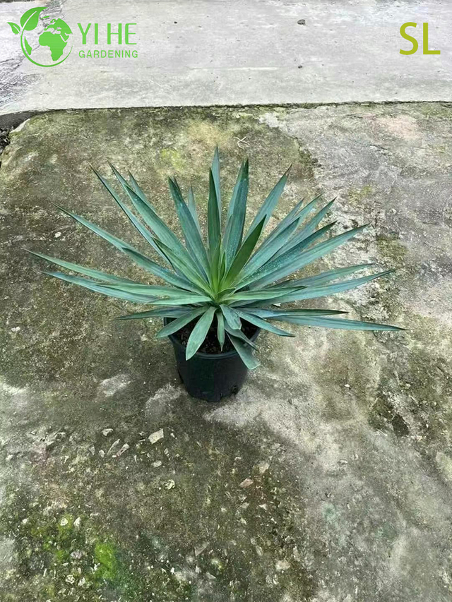 Hurtownia architektoniczna Yucca Live Rozeta Roślina do kształtowania krajobrazu Bonsai