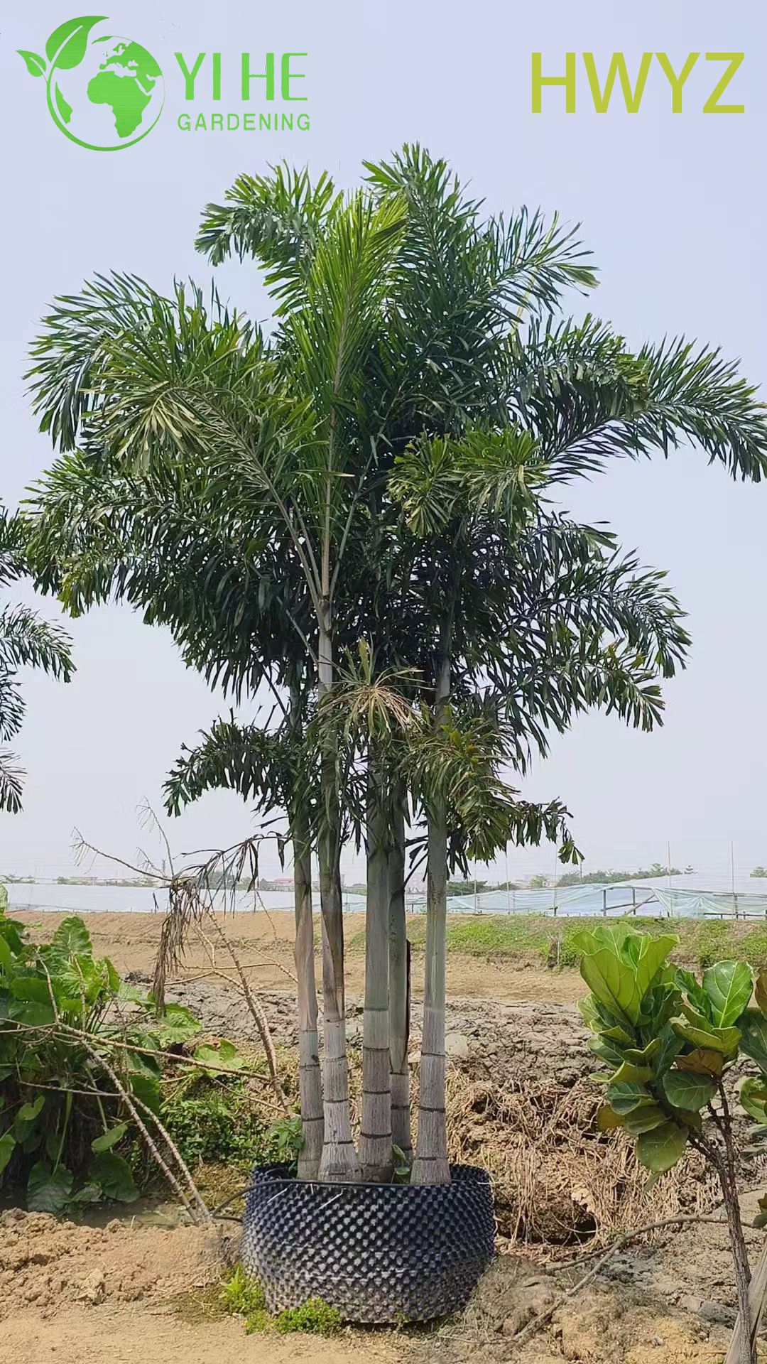 Venda por atacado de palmeira Foxtail Wodyetia Bifurcata para paisagismo