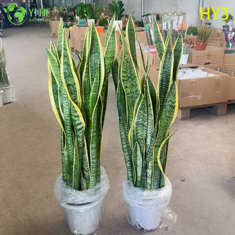 Вечнозеленое растение Sansevieria Trifasciata Snake для внутреннего декора