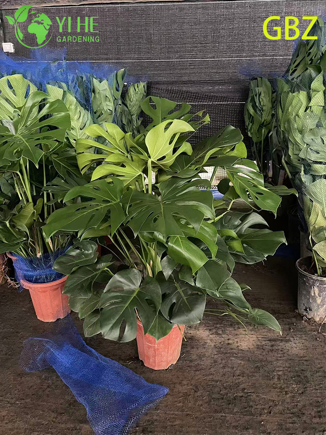 उष्णकटिबंधीय युवा मॉन्स्टेरा डेलिसिओसा पॉटेड प्लांट - सदाबहार वायु - इनडोर हरियाली को शुद्ध करना