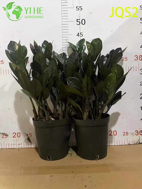 Árbol del dinero Zamioculcas Zamiifolia de bajo mantenimiento para espacios interiores