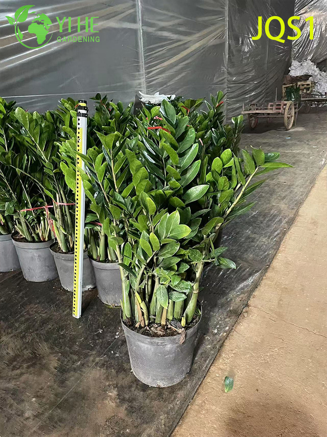 Вечнозеленое денежное дерево Zamioculcas Zamiifolia для внутреннего декора