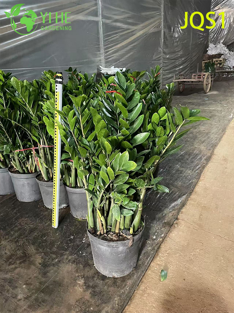 इनडोर सजावट के लिए सदाबहार ज़मीओकुलकस ज़मीफ़ोलिया मनी ट्री