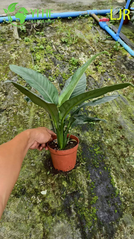 Spathiphyllum floribundum sempreverde a foglia grande per piante di purificazione dell'aria interna