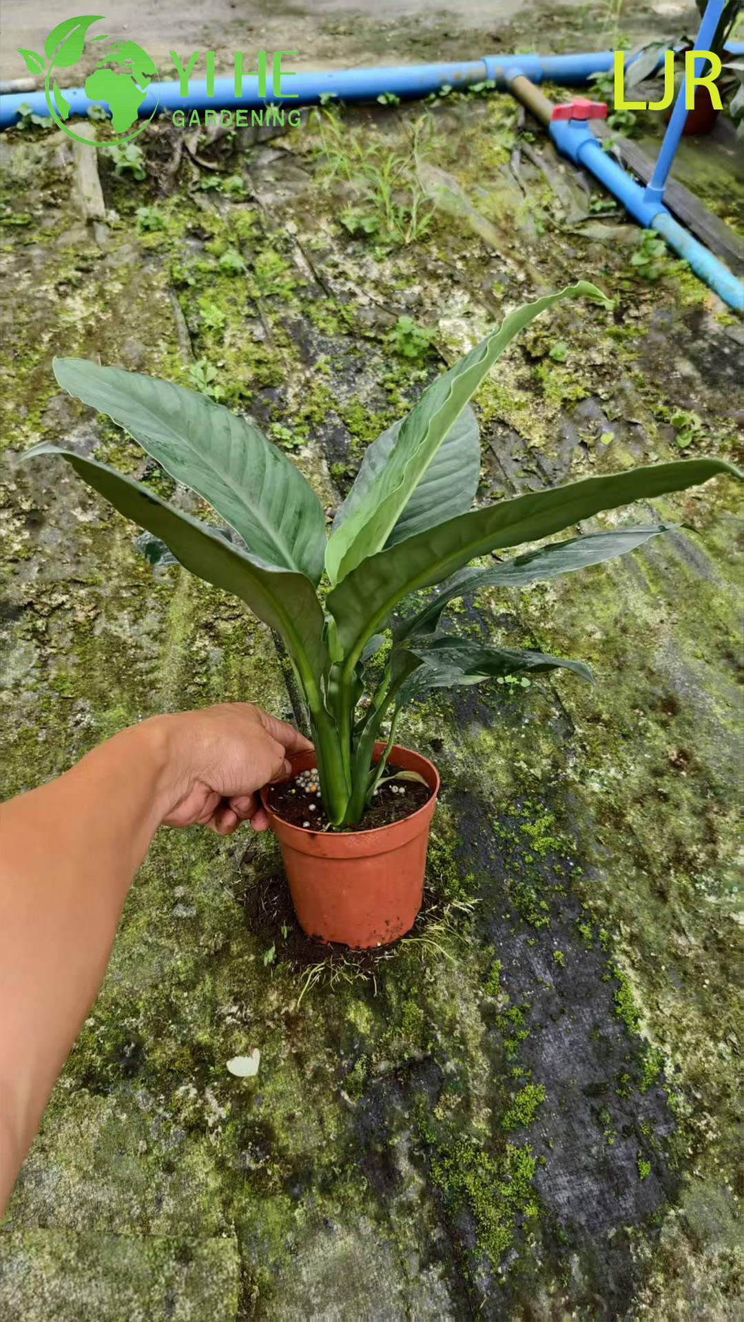Spathiphyllum floribundum sempreverde a foglia grande per piante di purificazione dell'aria interna