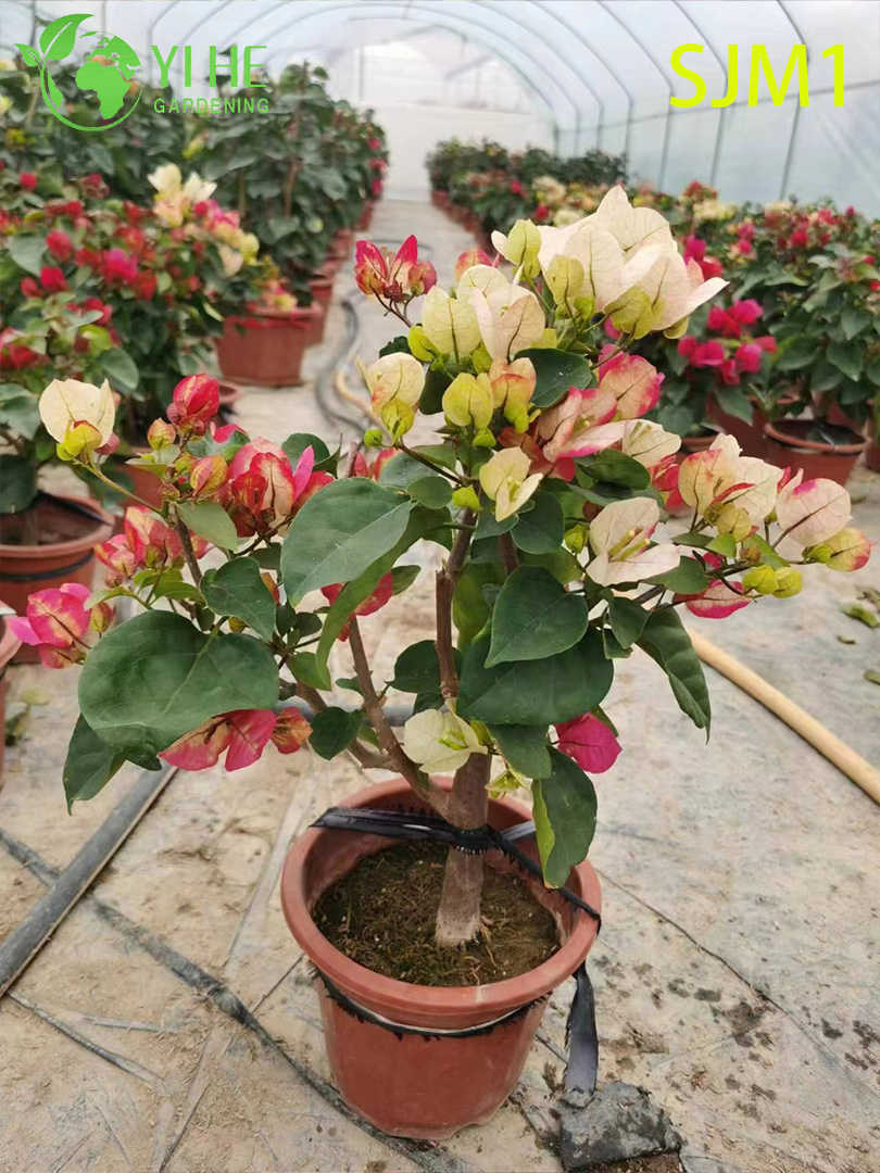 Toptan Saksı Begonvil Canlı Bitkiler Renkli &Ccedil;i&ccedil;ekli Bah&ccedil;e Bonsai