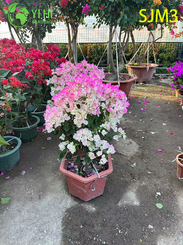 الجملة شجرة الجهنمية الكبيرة عينة لبونساي المناظر الطبيعية في الهواء الطلق