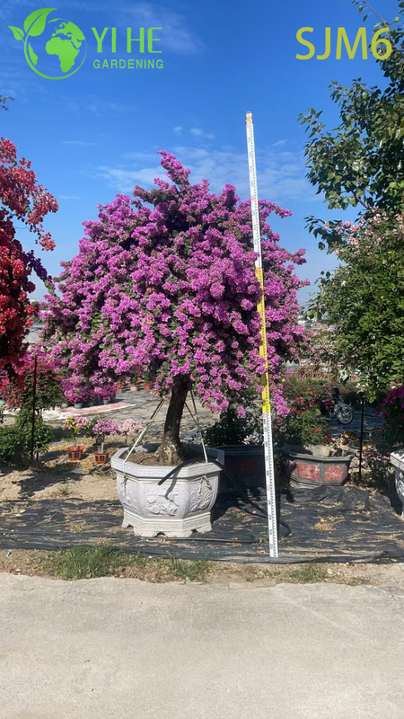 B&aacute;n bu&ocirc;n Cột Bougainvillea C&acirc;y cảnh Kiến tr&uacute;c Vườn C&acirc;y cảnh